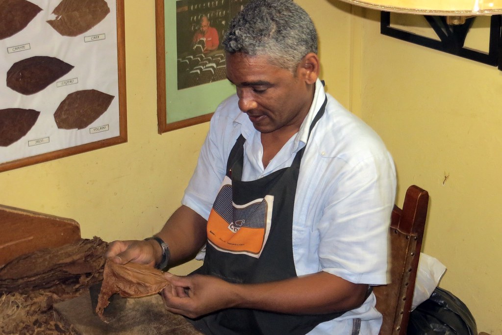 Man in an apron hand-rolling a cigar at a table with tobacco leaves on the wall